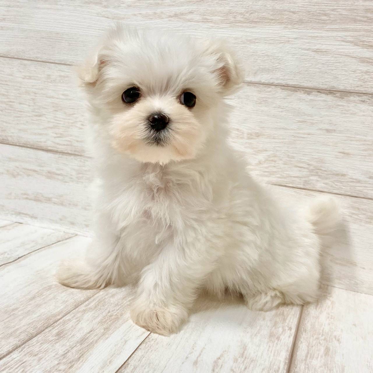 埼玉県のマルチーズ (ペピカファミリー大宮宮原店/2025年9月13日生まれ/女の子/ホワイト)の子犬の1枚目の画像