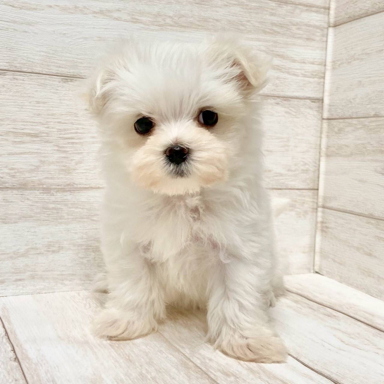 埼玉県のマルチーズ (ペピカファミリー大宮宮原店/2025年9月13日生まれ/女の子/ホワイト)の子犬の2枚目の画像