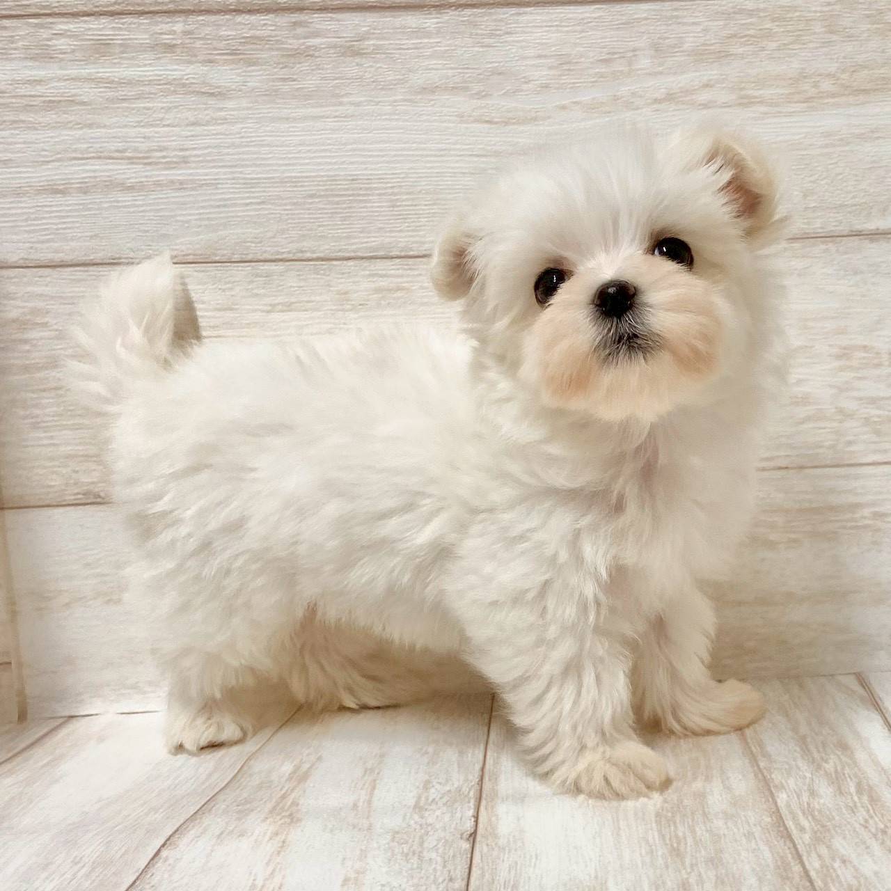 埼玉県のマルチーズ (ペピカファミリー大宮宮原店/2025年9月13日生まれ/女の子/ホワイト)の子犬の3枚目の画像
