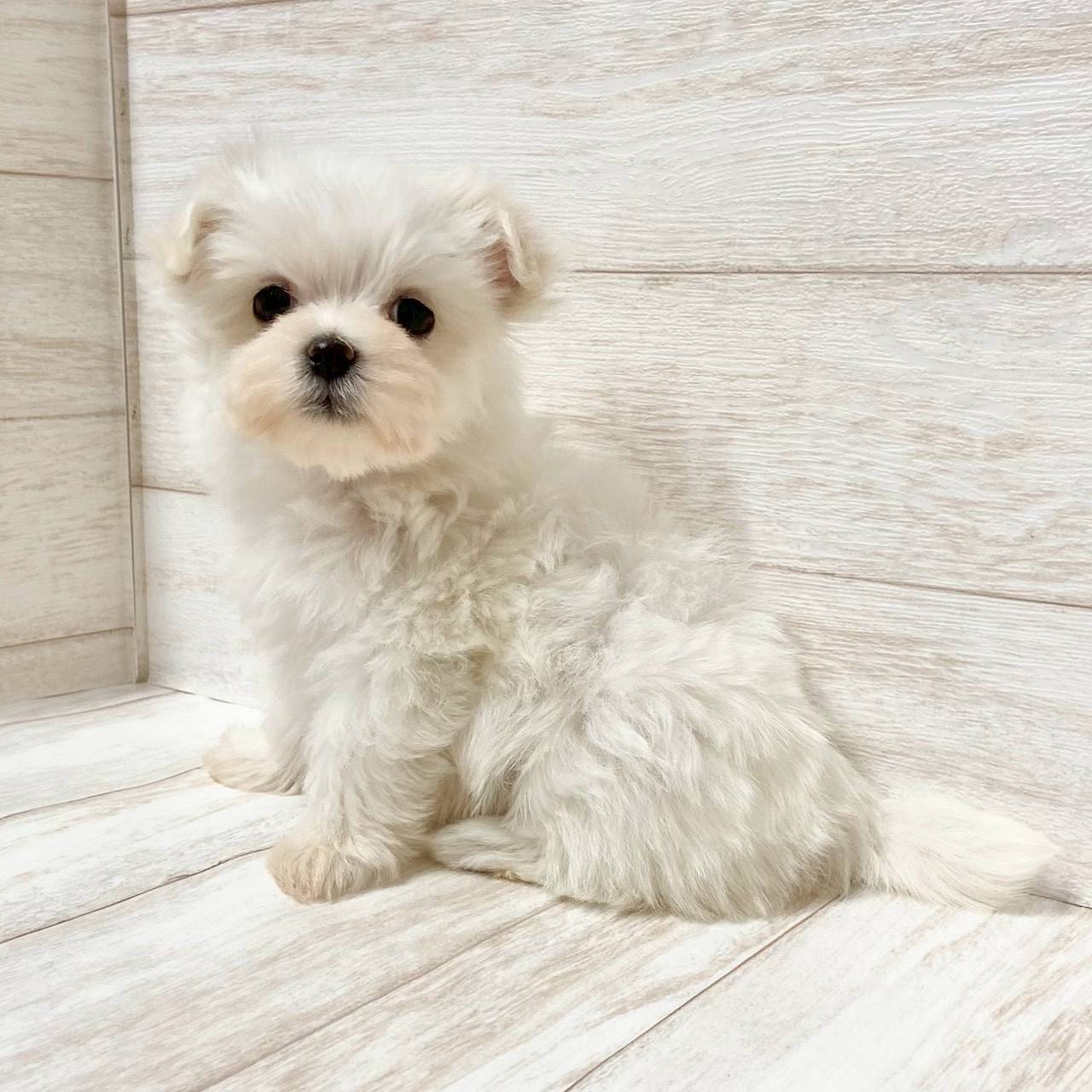 埼玉県のマルチーズ (ペピカファミリー大宮宮原店/2025年9月13日生まれ/女の子/ホワイト)の子犬の4枚目の画像