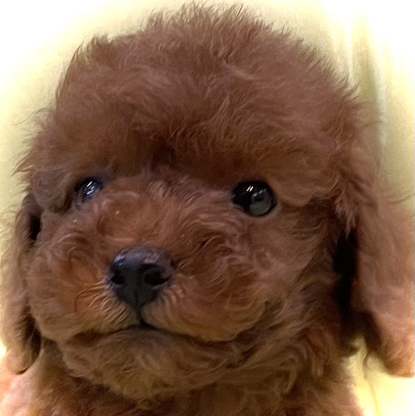神奈川県のタイニープードル (Puppyカフェ/2025年5月10日生まれ/男の子/レッド)の子犬の1枚目の画像