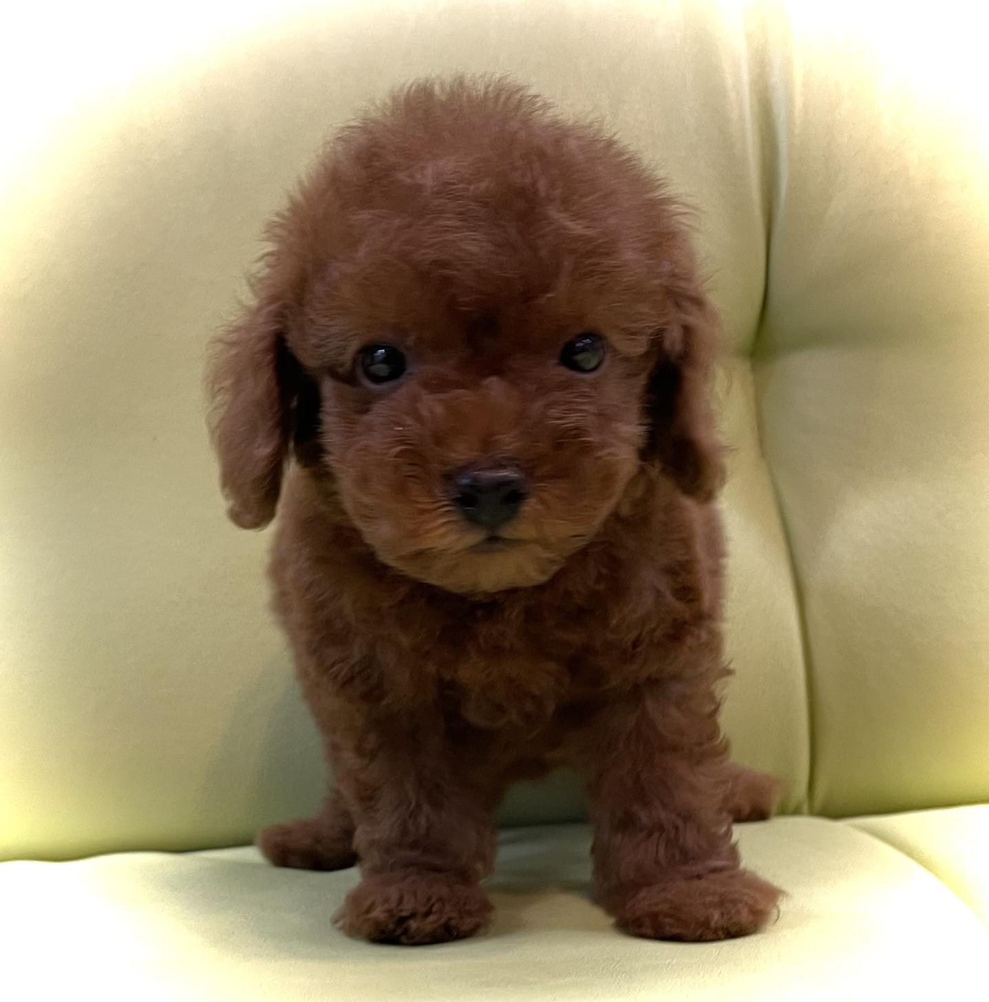 神奈川県のタイニープードル (Puppyカフェ/2025年5月10日生まれ/男の子/レッド)の子犬の2枚目の画像