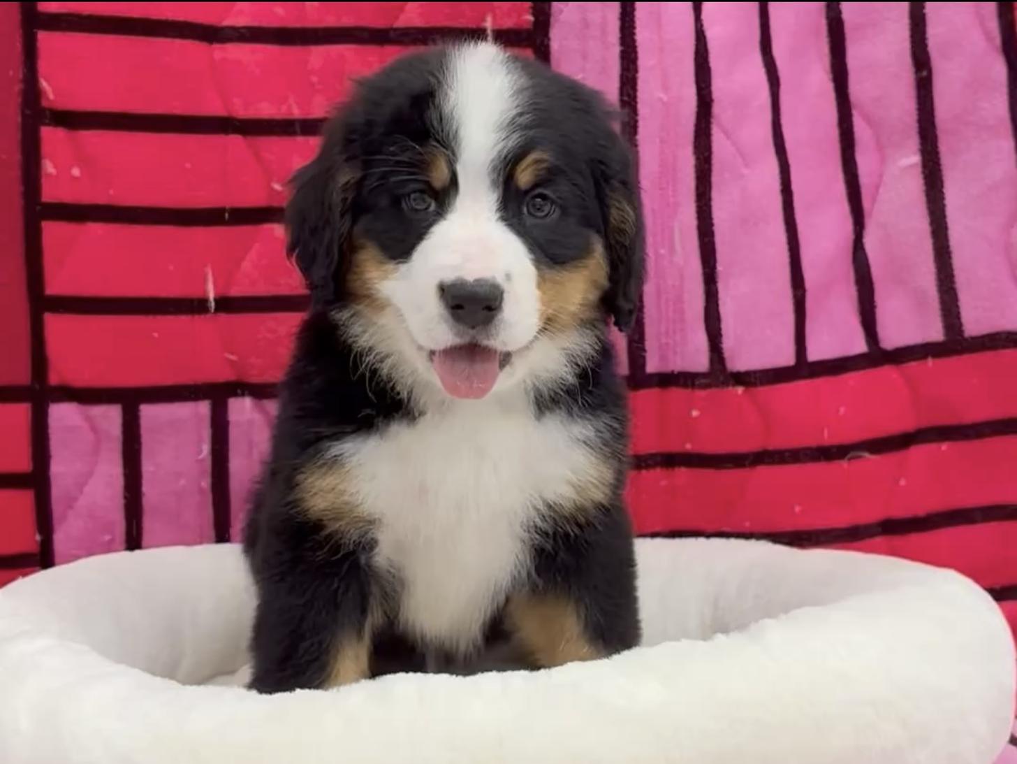 愛知県のバーニーズマウンテンドッグ (ハピースペット春日井アミーゴ店/2025年9月29日生まれ/女の子/ブラックラストホワイト)の子犬の1枚目の画像