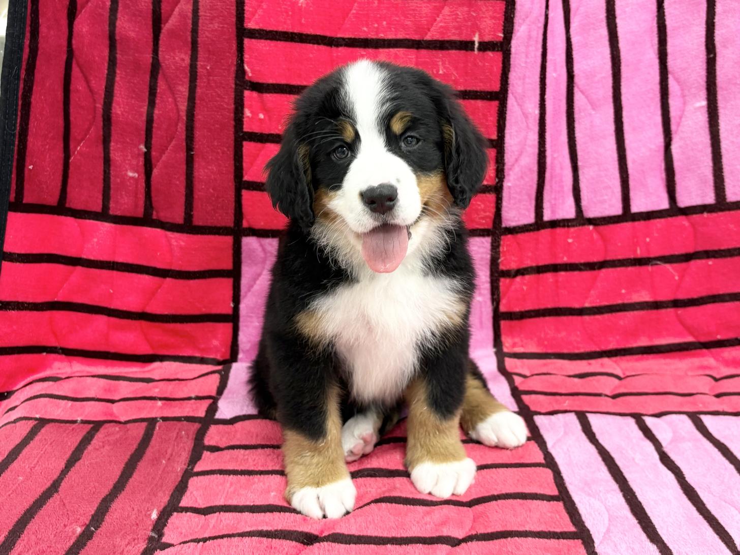 愛知県のバーニーズマウンテンドッグ (ハピースペット春日井アミーゴ店/2025年9月29日生まれ/女の子/ブラックラストホワイト)の子犬の1枚目の画像