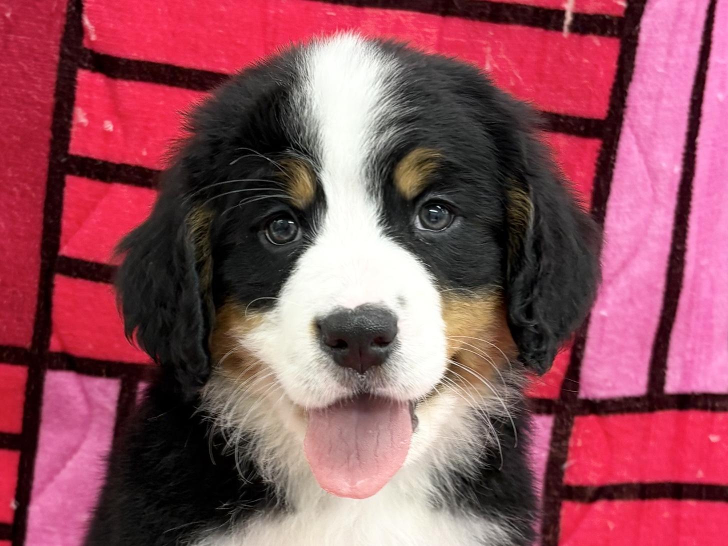 愛知県のバーニーズマウンテンドッグ (ハピースペット春日井アミーゴ店/2025年9月29日生まれ/女の子/ブラックラストホワイト)の子犬の2枚目の画像