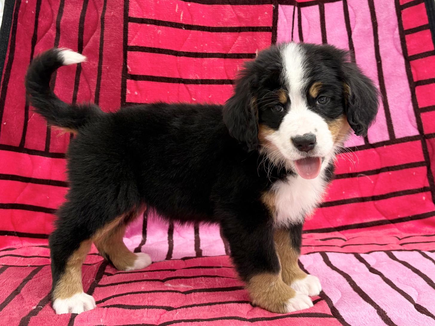 愛知県のバーニーズマウンテンドッグ (ハピースペット春日井アミーゴ店/2025年9月29日生まれ/女の子/ブラックラストホワイト)の子犬の3枚目の画像