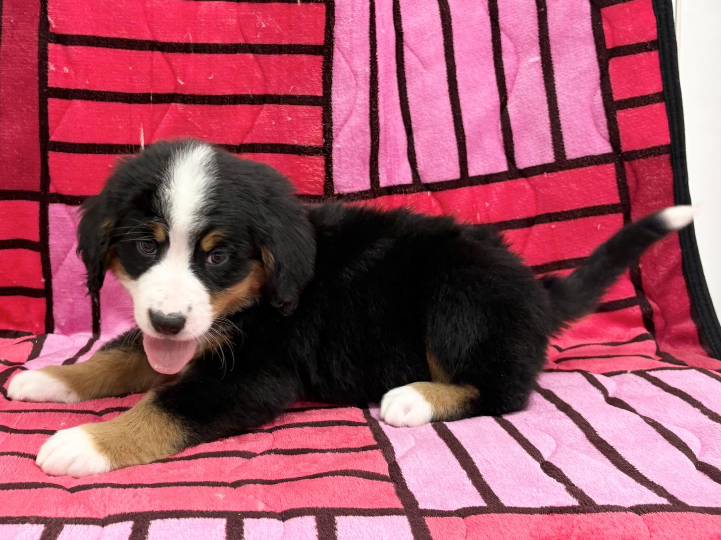 愛知県のバーニーズマウンテンドッグ (ハピースペット春日井アミーゴ店/2025年9月29日生まれ/女の子/ブラックラストホワイト)の子犬の4枚目の画像