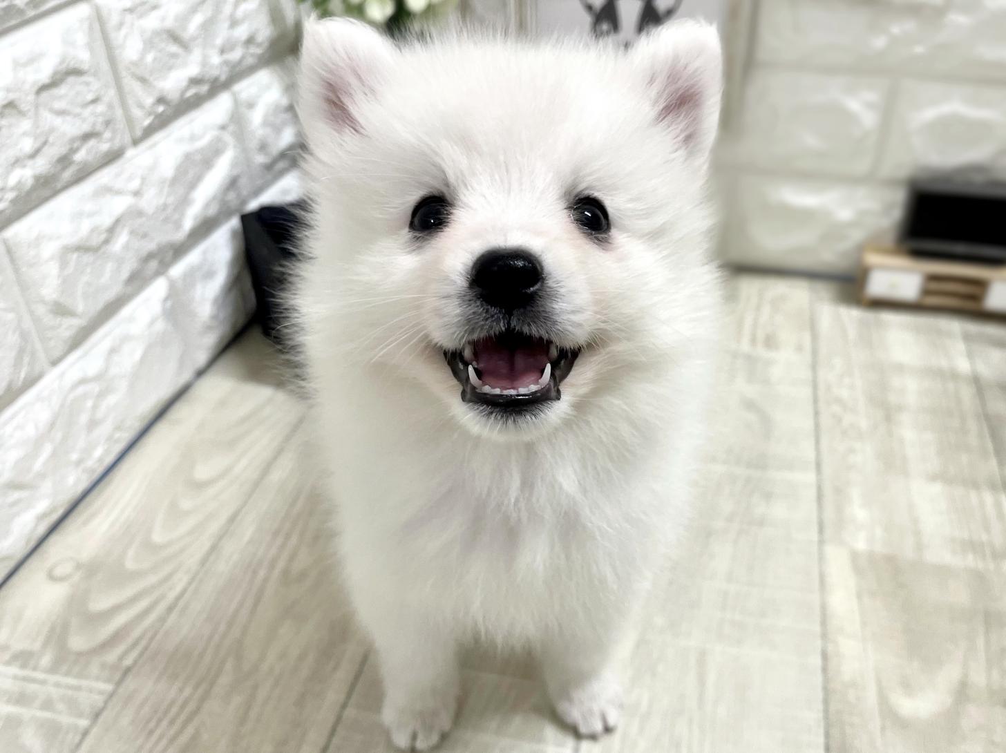 大阪府の日本スピッツ (DOGMAN平野瓜破店/2026年2月15日生まれ/女の子/ホワイト)の子犬の1枚目の画像