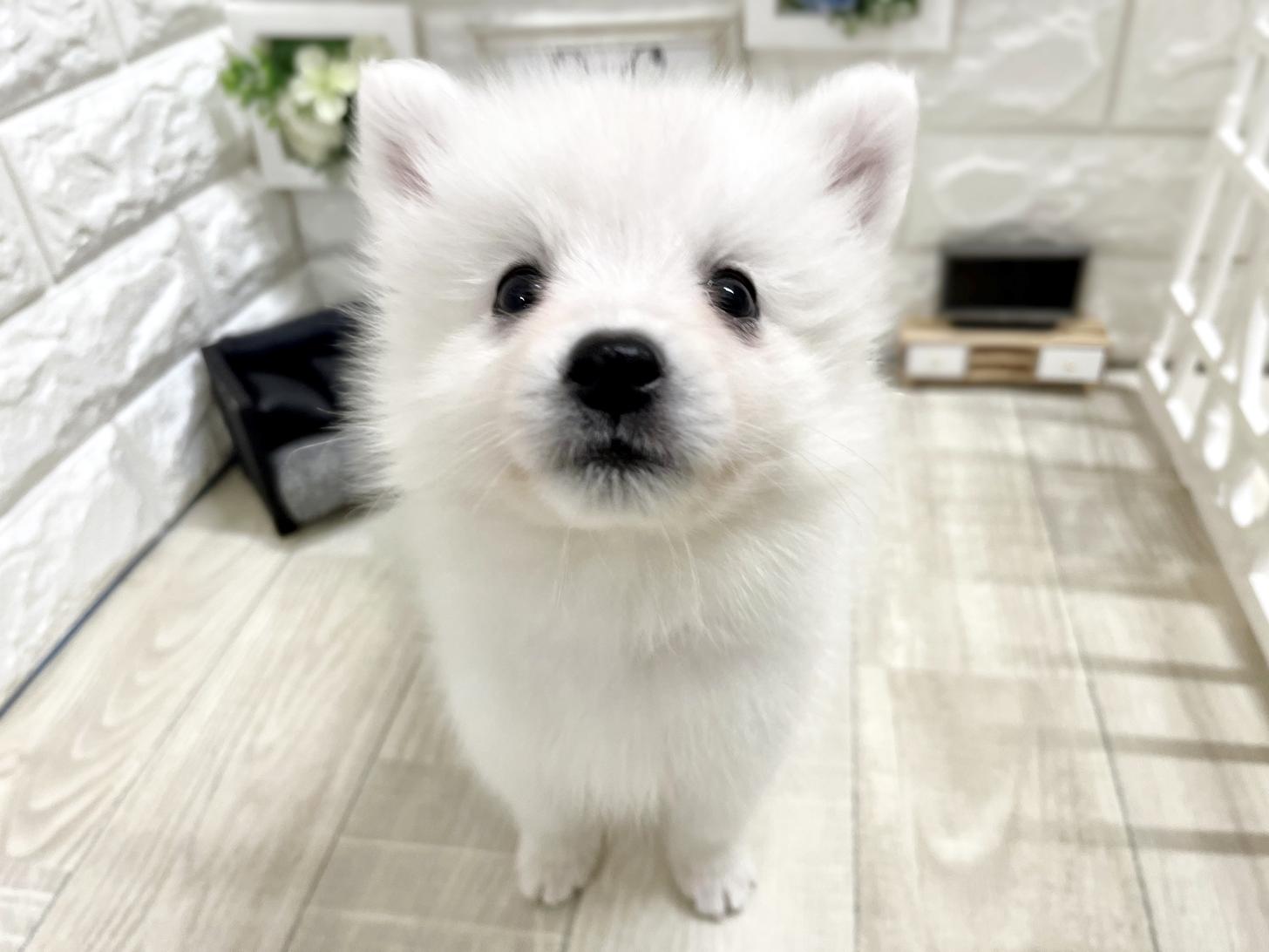 大阪府の日本スピッツ (DOGMAN平野瓜破店/2026年2月15日生まれ/女の子/ホワイト)の子犬の2枚目の画像