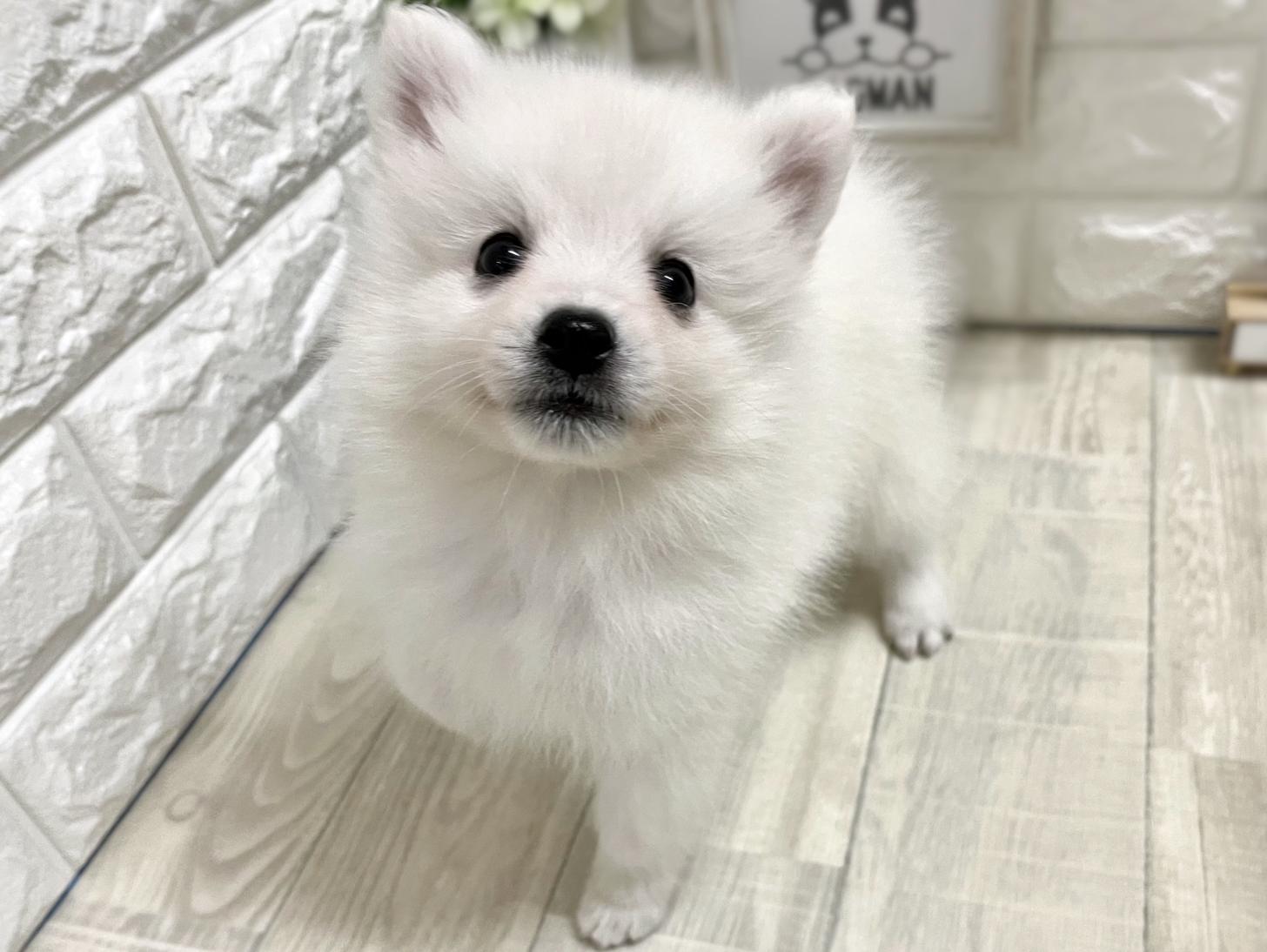 大阪府の日本スピッツ (DOGMAN平野瓜破店/2026年2月15日生まれ/女の子/ホワイト)の子犬の3枚目の画像