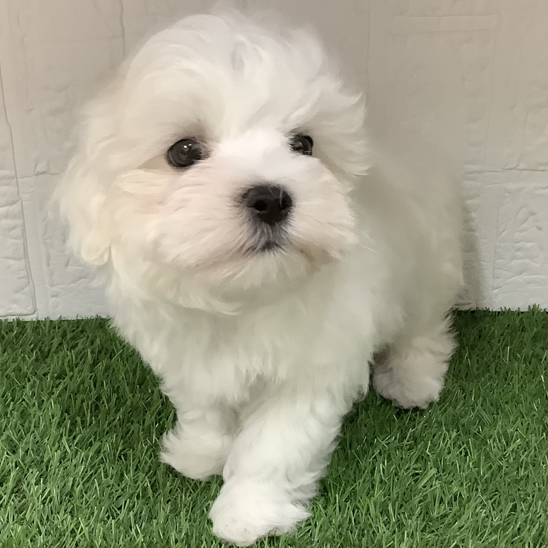福岡県のマルチーズ (ドッグズホーム旗崎店/2026年8月24日生まれ/男の子/ホワイト)の子犬