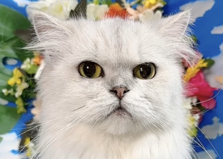 千葉県のペルシャ (Breeder & Petsalon MAU/2019年1月19日生まれ/女の子/チンチラシルバー)の子猫の1枚目の画像