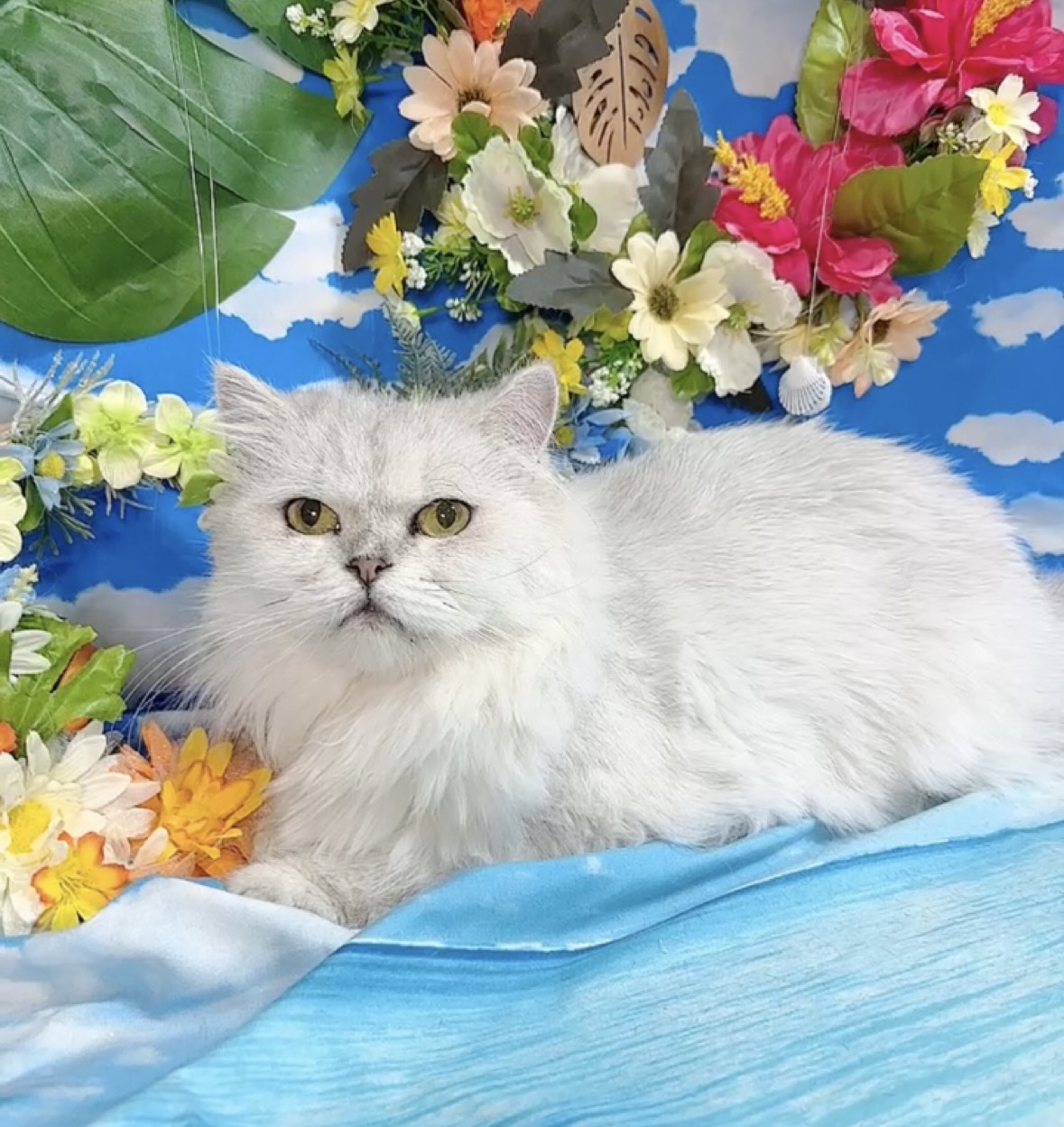 千葉県のペルシャ (Breeder & Petsalon MAU/2019年1月19日生まれ/女の子/チンチラシルバー)の子猫の2枚目の画像