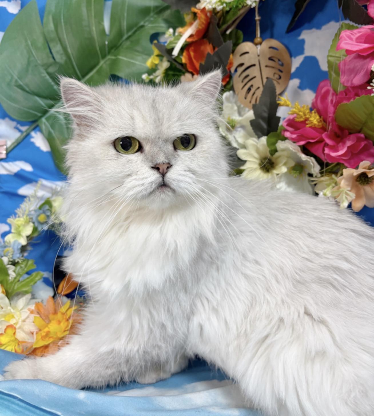 千葉県のペルシャ (Breeder & Petsalon MAU/2019年1月19日生まれ/女の子/チンチラシルバー)の子猫の3枚目の画像
