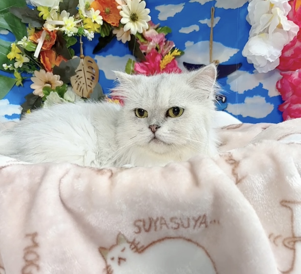 千葉県のペルシャ (Breeder & Petsalon MAU/2019年1月19日生まれ/女の子/チンチラシルバー)の子猫の4枚目の画像