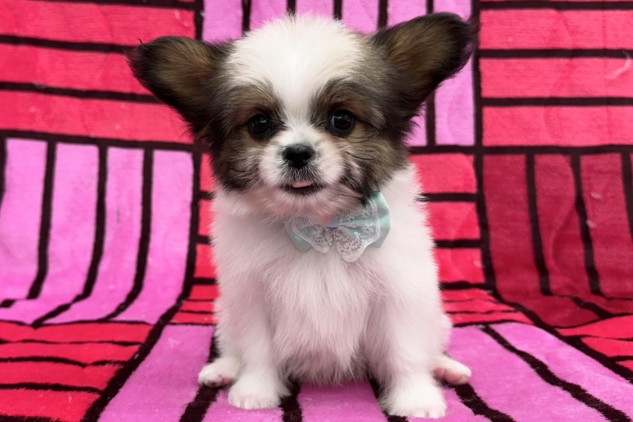 愛知県のハーフ犬・ミックス犬 (ハピースペット鳴海店/2025年4月27日生まれ/男の子/その他色)の子犬