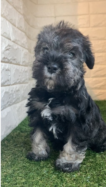 東京都のミニチュアシュナウザー (ペットショップcoco東京港区店/2025年9月22日生まれ/女の子/ソルトペッパー)の子犬