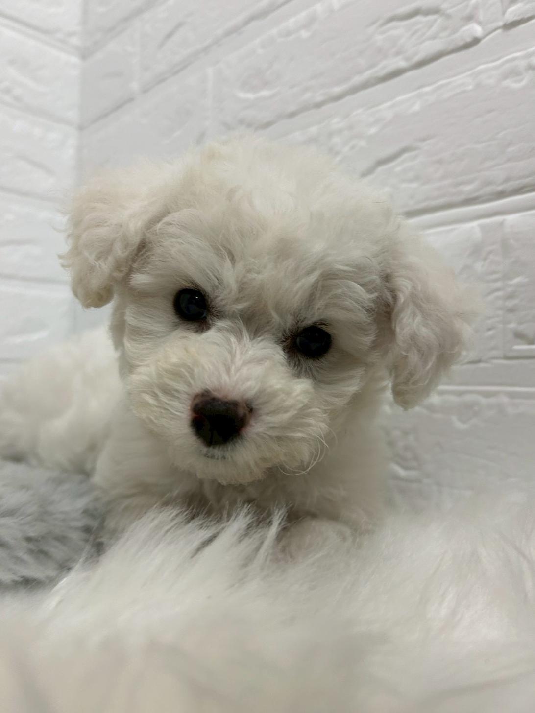 東京都のビションフリーゼ (ペットショップcoco東京港区店/2025年11月24日生まれ/男の子/ホワイト)の子犬