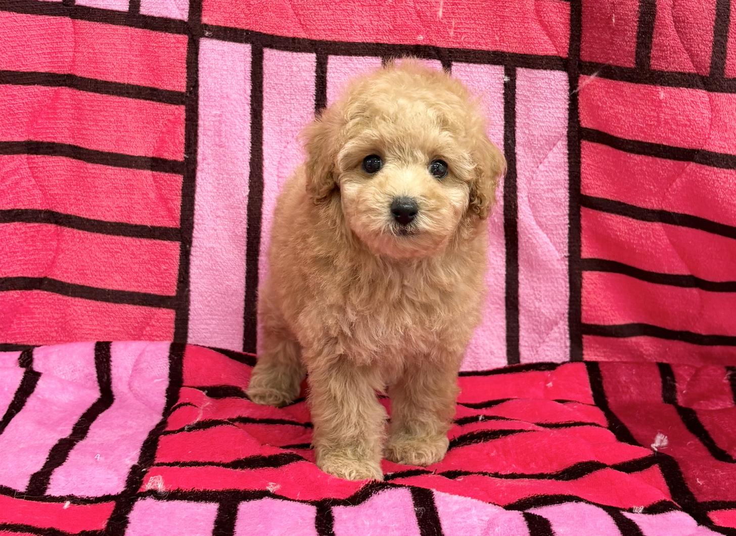 愛知県のトイプードル(トイ) (ハピースペット春日井アミーゴ店/2025年9月18日生まれ/男の子/アプリコット)の子犬