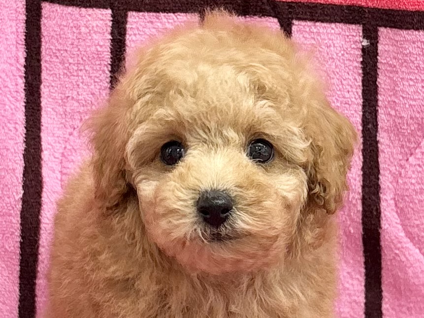 愛知県のトイプードル(トイ) (ハピースペット春日井アミーゴ店/2025年9月18日生まれ/男の子/アプリコット)の子犬の2枚目の画像