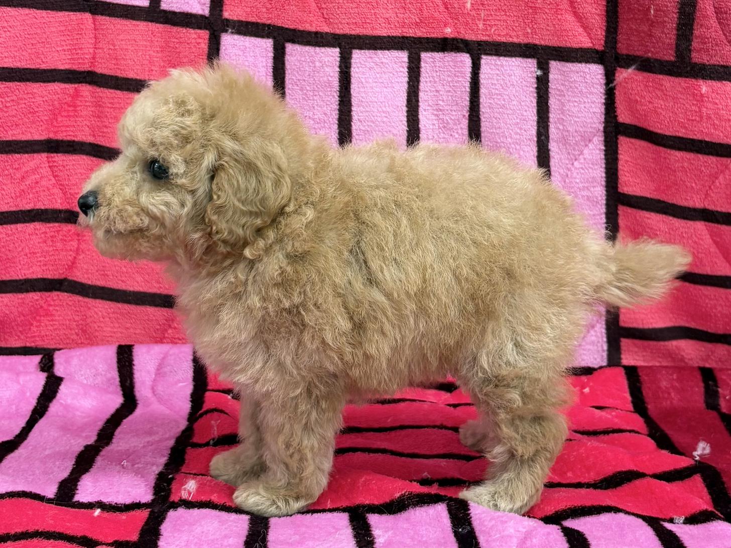 愛知県のトイプードル(トイ) (ハピースペット春日井アミーゴ店/2025年9月18日生まれ/男の子/アプリコット)の子犬の3枚目の画像