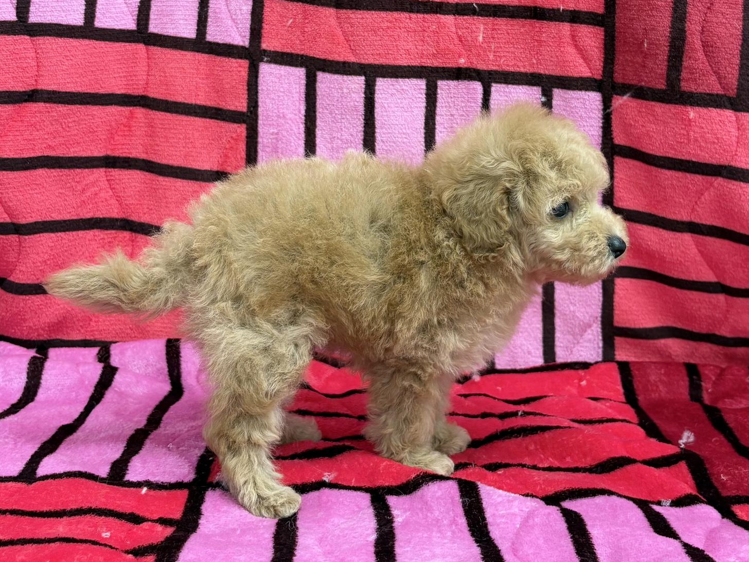 愛知県のトイプードル(トイ) (ハピースペット春日井アミーゴ店/2025年9月18日生まれ/男の子/アプリコット)の子犬の4枚目の画像