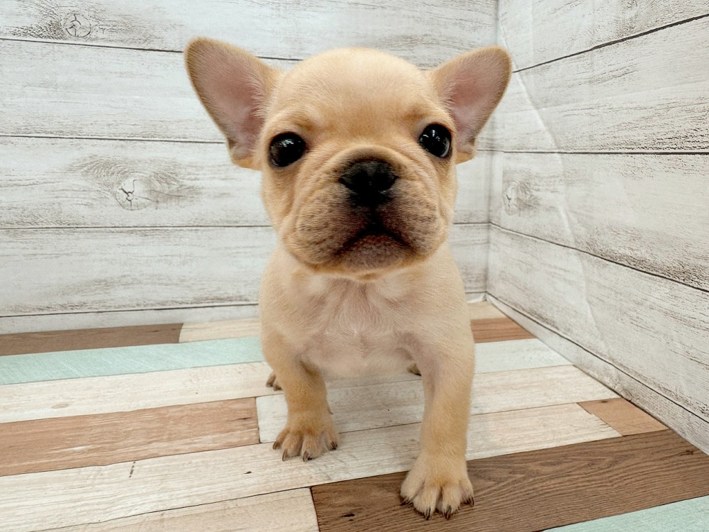 新潟県のフレンチブルドッグ (竹内ペット 新潟西店/2025年8月17日生まれ/男の子/クリーム)の子犬の1枚目の画像