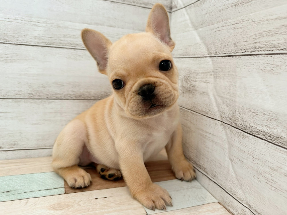 新潟県のフレンチブルドッグ (竹内ペット 新潟西店/2025年8月17日生まれ/男の子/クリーム)の子犬の2枚目の画像