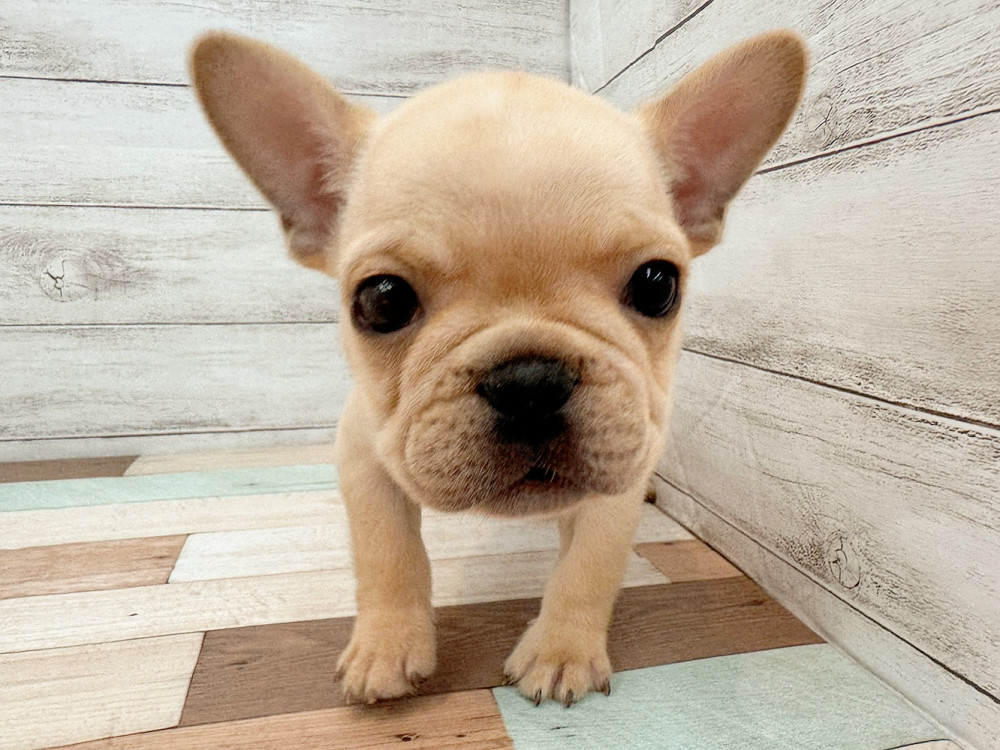 新潟県のフレンチブルドッグ (竹内ペット 新潟西店/2025年8月17日生まれ/男の子/クリーム)の子犬の4枚目の画像