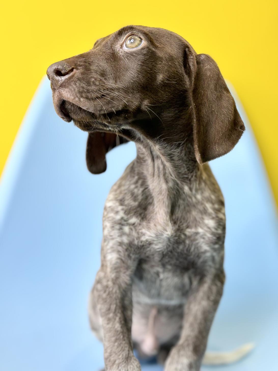 埼玉県のジャーマンショートヘアーポインター (ペッツスマイル加須インター店/2026年1月3日生まれ/男の子/ブラウンホワイト)の子犬の3枚目の画像