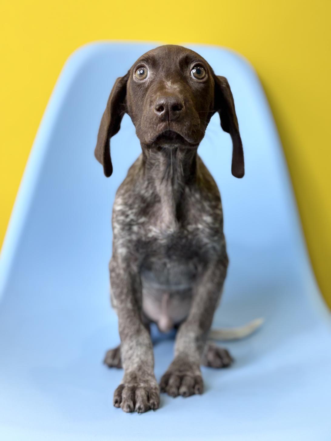 埼玉県のジャーマンショートヘアーポインター (ペッツスマイル加須インター店/2026年1月3日生まれ/男の子/ブラウンホワイト)の子犬の4枚目の画像