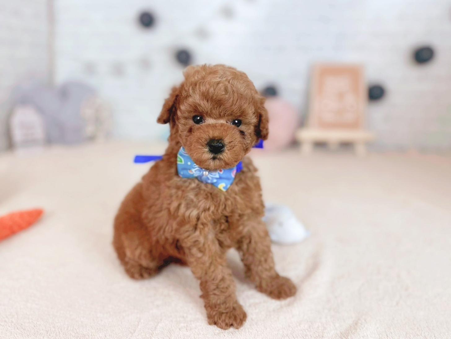 北海道のトイプードル(トイ) (ペットショップだんぼ/2025年3月6日生まれ/男の子/レッドフォーン)の子犬の1枚目の画像