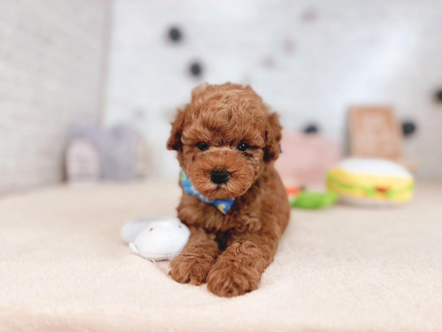 北海道のトイプードル(トイ) (ペットショップだんぼ/2025年3月6日生まれ/男の子/レッドフォーン)の子犬の3枚目の画像