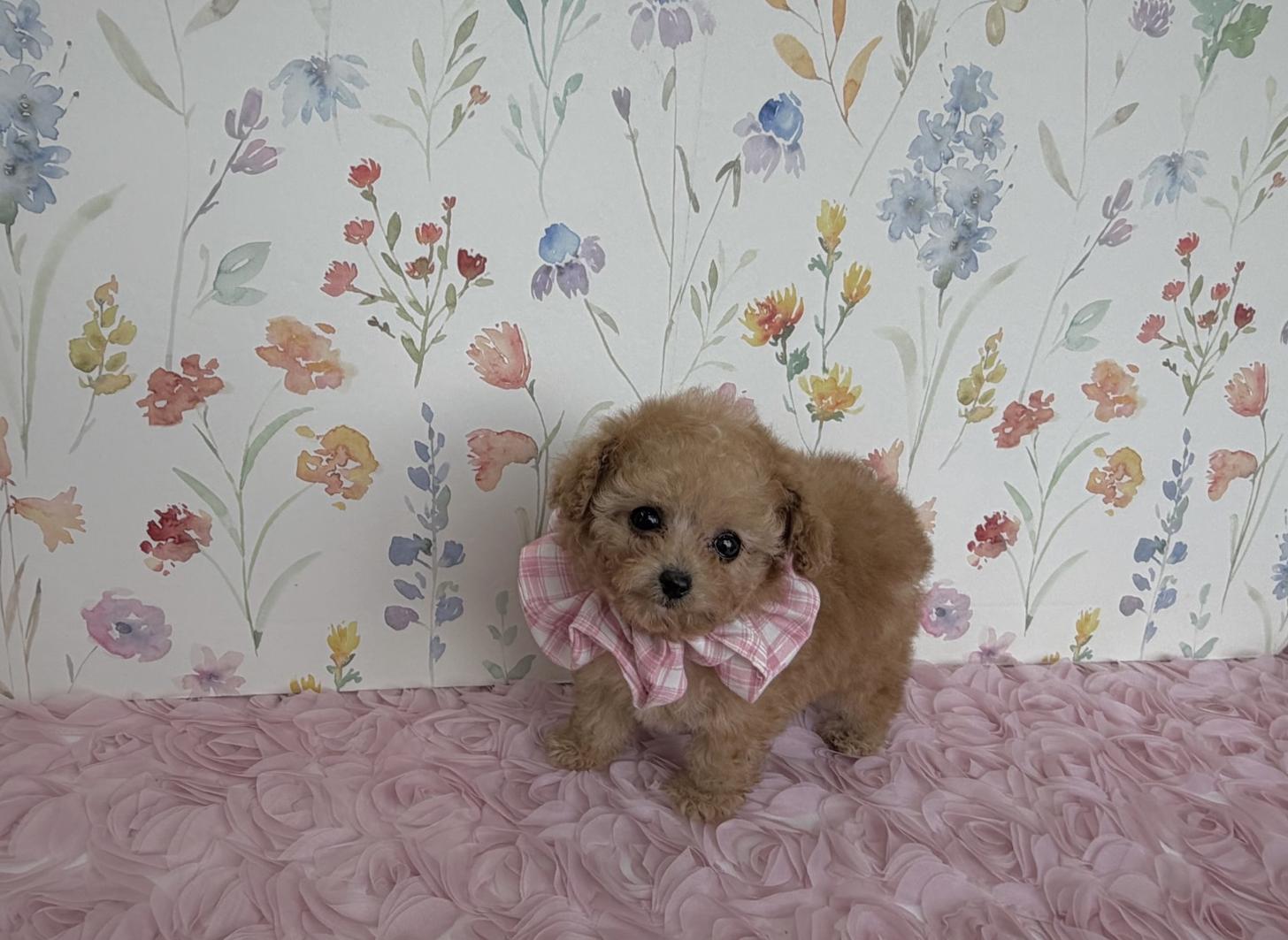 福岡県のトイプードル(ティーカップ) (ぱぴぷぺっと福岡店/2025年9月12日生まれ/女の子/アプリコット)の子犬