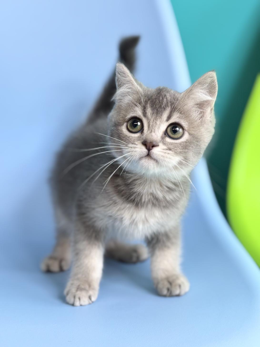埼玉県のマンチカン (ペッツスマイル加須インター店/2025年12月8日生まれ/男の子/ブルータビーホワイト)の子猫の1枚目の画像