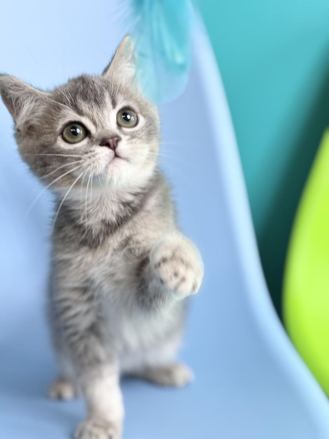 埼玉県のマンチカン (ペッツスマイル加須インター店/2025年12月8日生まれ/男の子/ブルータビーホワイト)の子猫の2枚目の画像