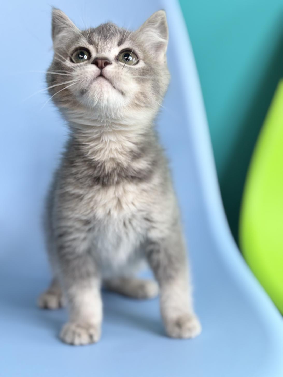 埼玉県のマンチカン (ペッツスマイル加須インター店/2025年12月8日生まれ/男の子/ブルータビーホワイト)の子猫の3枚目の画像