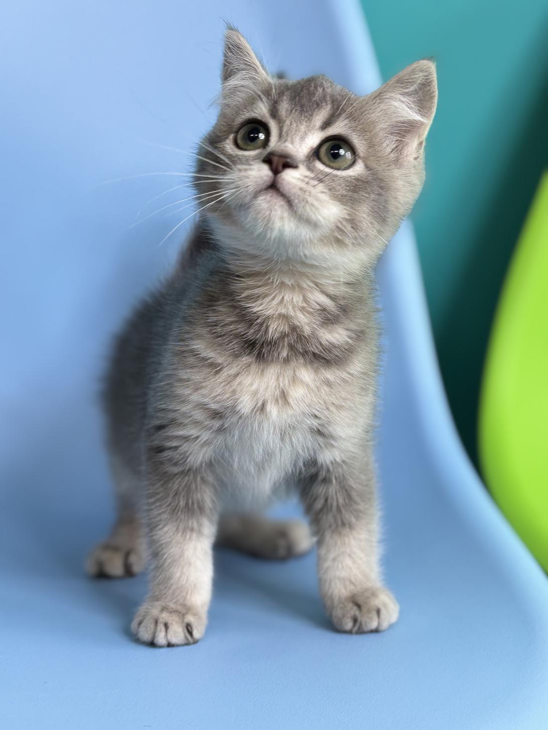 埼玉県のマンチカン (ペッツスマイル加須インター店/2025年12月8日生まれ/男の子/ブルータビーホワイト)の子猫の4枚目の画像