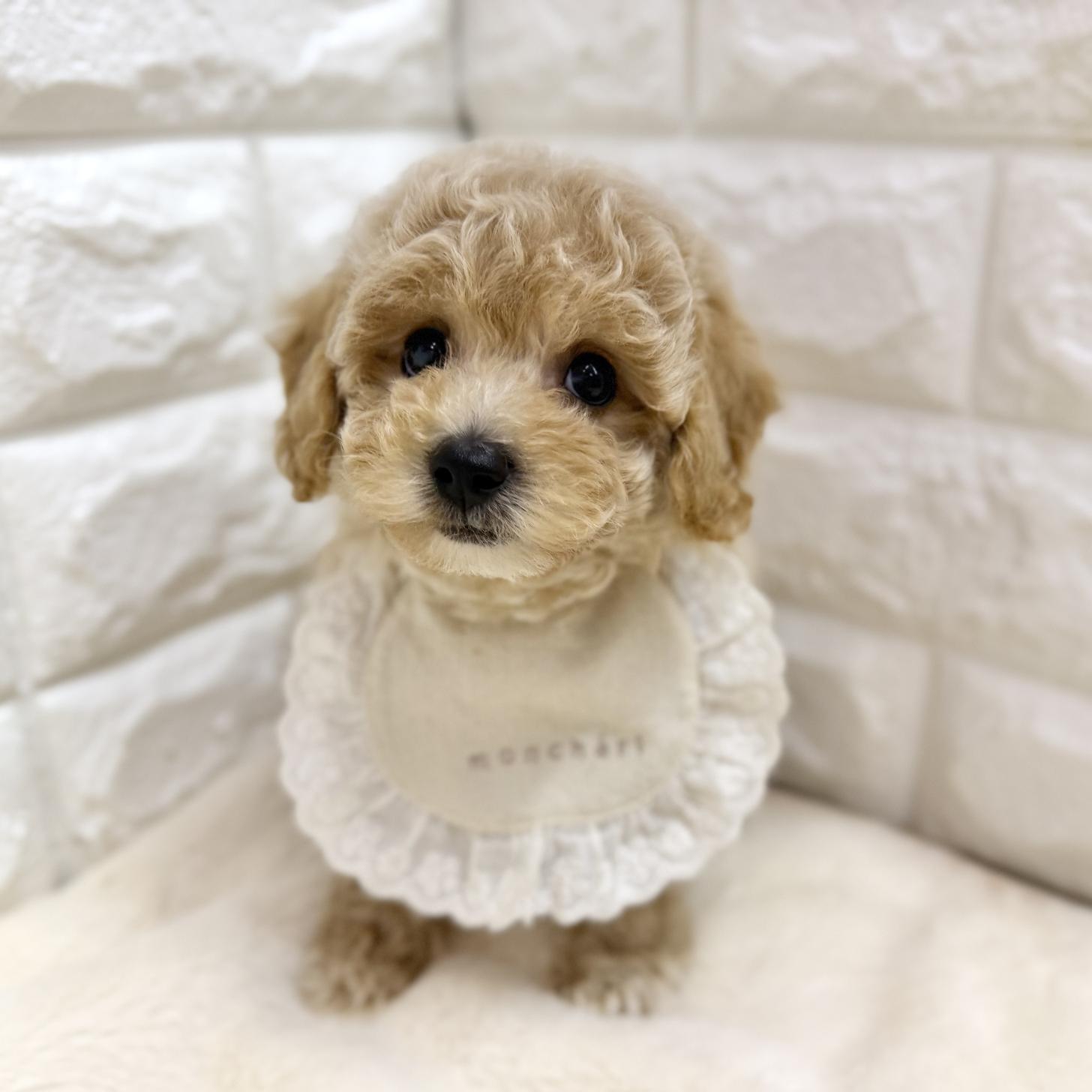 神奈川県のビションプー(ビションフリーゼ×プードル) (ペッツコンシェル鶴見元宮店/2026年3月30日生まれ/男の子/アプリコットホワイト)の子犬の1枚目の画像