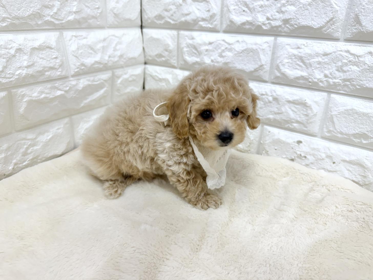 神奈川県のビションプー(ビションフリーゼ×プードル) (ペッツコンシェル鶴見元宮店/2026年3月30日生まれ/男の子/アプリコットホワイト)の子犬の3枚目の画像