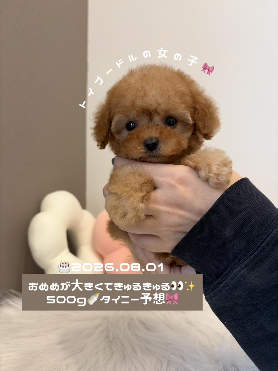 埼玉県のトイプードル(タイニー) (PETSHOP FATIS/2026年8月1日生まれ/女の子/アプリコット)の子犬の1枚目の画像
