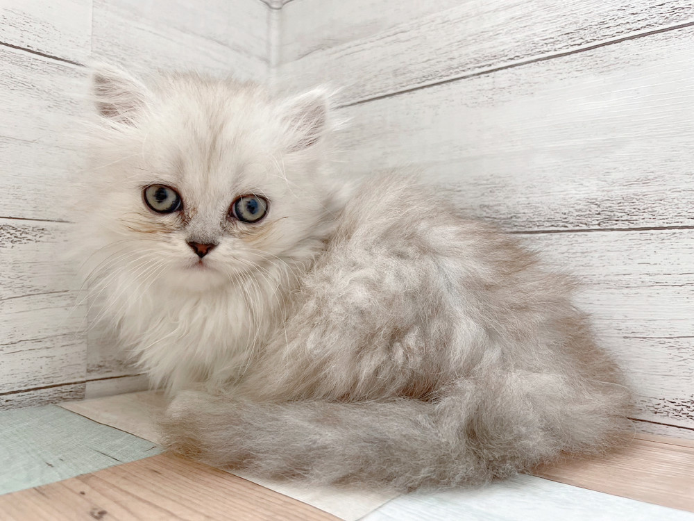 新潟県のマンチカン (竹内ペット 新津本店/2025年4月21日生まれ/女の子/チンチラシルバー)の子猫の1枚目の画像