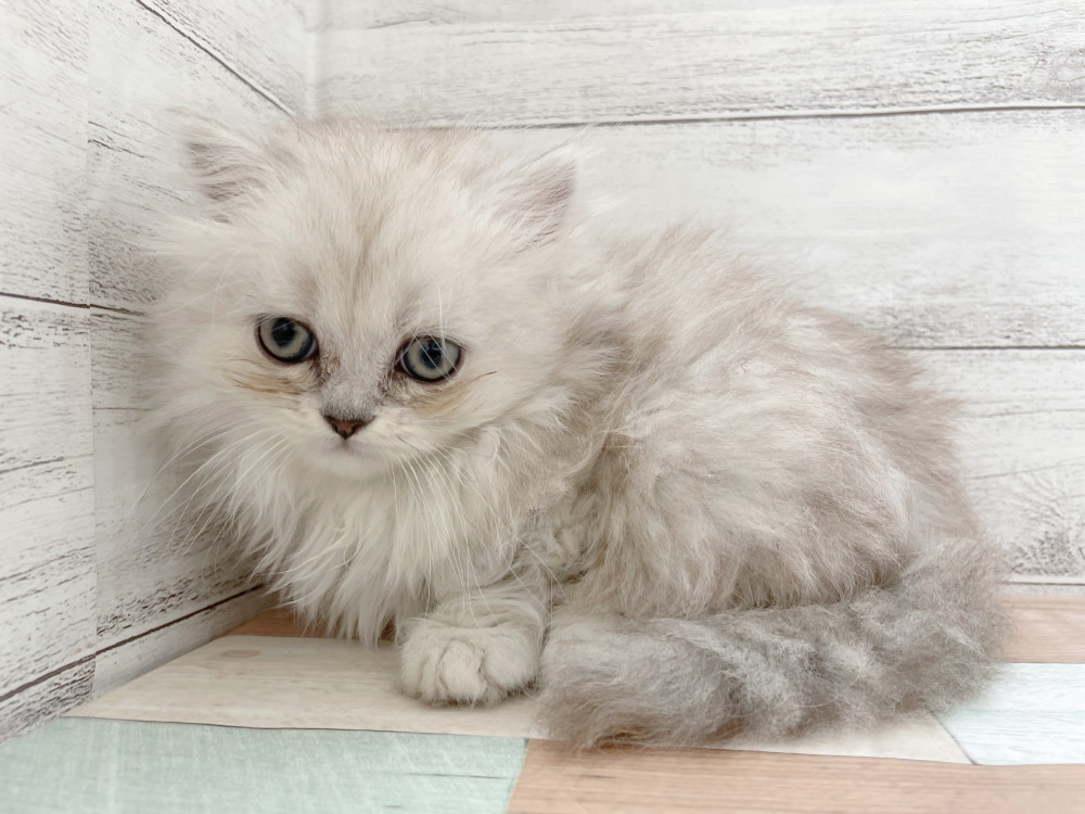 新潟県のマンチカン (竹内ペット 新津本店/2025年4月21日生まれ/女の子/チンチラシルバー)の子猫の2枚目の画像