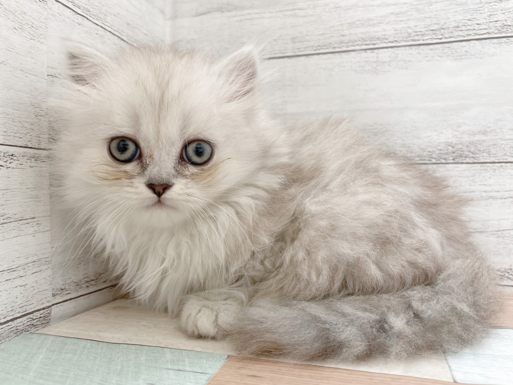 新潟県のマンチカン (竹内ペット 新津本店/2025年4月21日生まれ/女の子/チンチラシルバー)の子猫の4枚目の画像