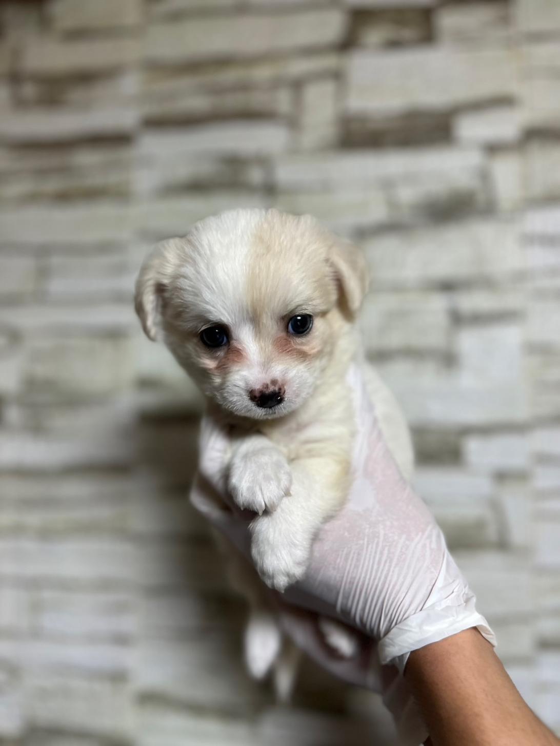 埼玉県のハーフ犬・ミックス犬 (ペッツスマイル南中野店/2025年8月4日生まれ/男の子/ホワイトクリーム)の子犬の1枚目の画像