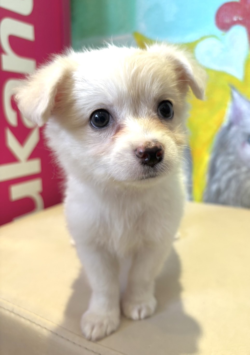 埼玉県のハーフ犬・ミックス犬 (ペッツスマイル南中野店/2025年8月4日生まれ/男の子/ホワイトクリーム)の子犬の1枚目の画像