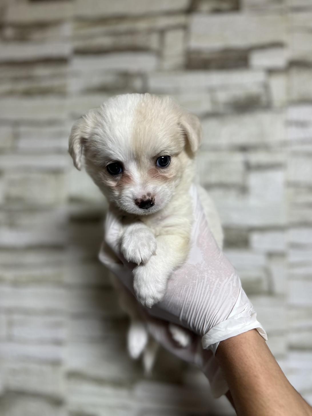 埼玉県のハーフ犬・ミックス犬 (ペッツスマイル南中野店/2025年8月4日生まれ/男の子/ホワイトクリーム)の子犬の2枚目の画像