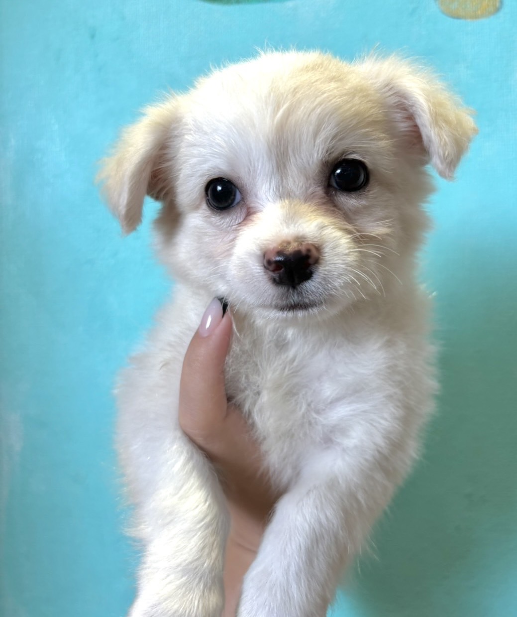 埼玉県のハーフ犬・ミックス犬 (ペッツスマイル南中野店/2025年8月4日生まれ/男の子/ホワイトクリーム)の子犬の2枚目の画像