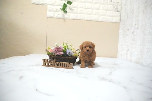 滋賀県のトイプードル(タイニー) (いっぷく湖南店/2025年11月28日生まれ/男の子/レッドフォーン)の子犬の2枚目の画像