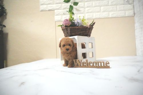 滋賀県のトイプードル(タイニー) (いっぷく湖南店/2025年11月28日生まれ/男の子/レッドフォーン)の子犬の3枚目の画像